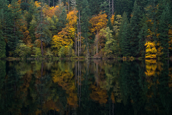Fall Color reflected Battle Ground Lake Washington